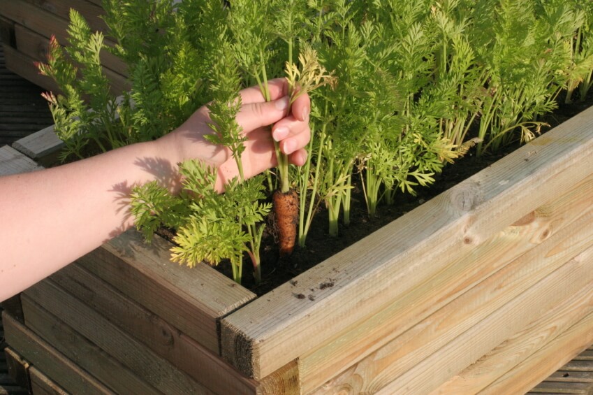 raised_vegetable_beds