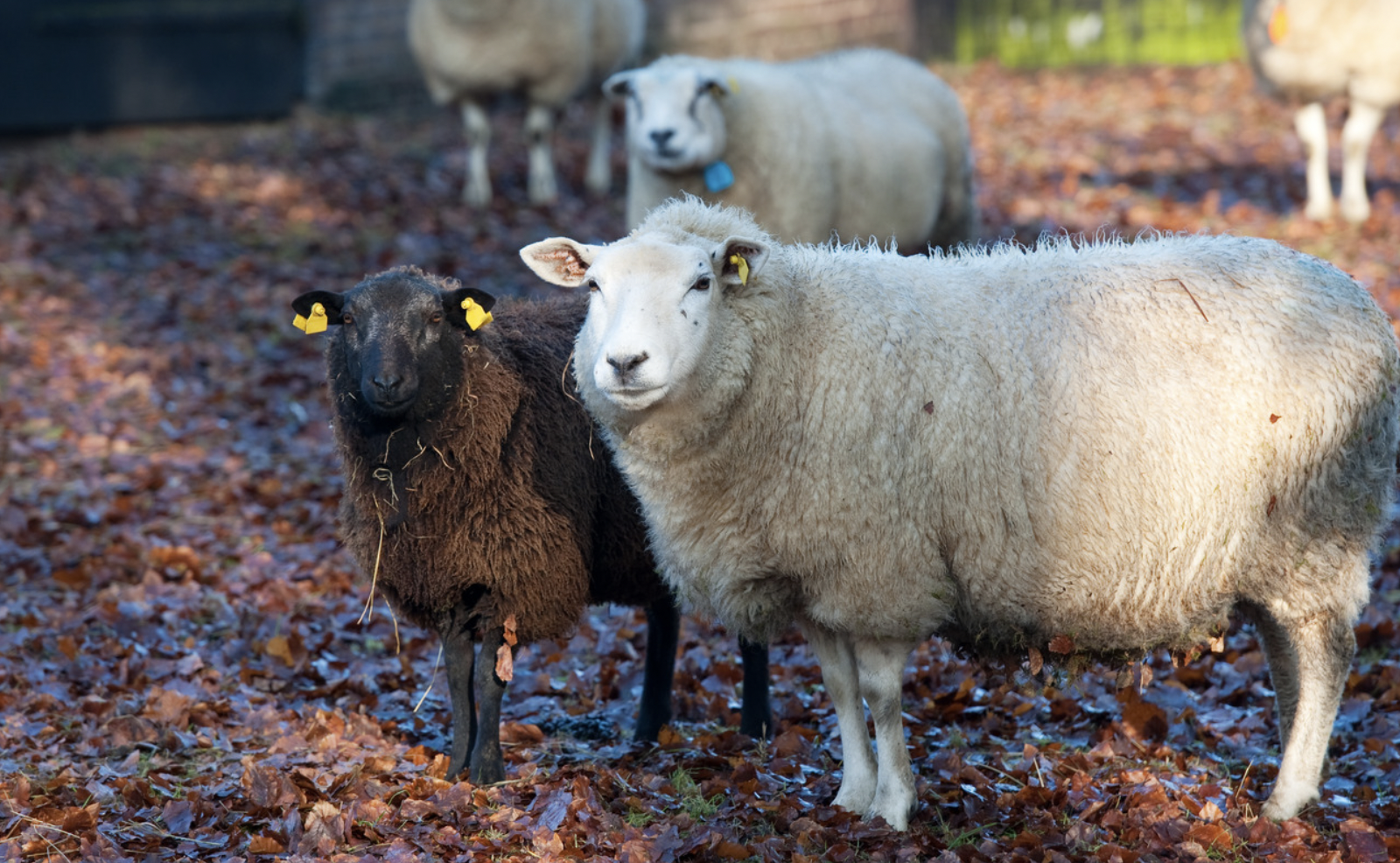 Live-stock-fencing